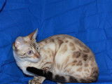 Cadillacbengal