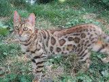 Cadillacbengal