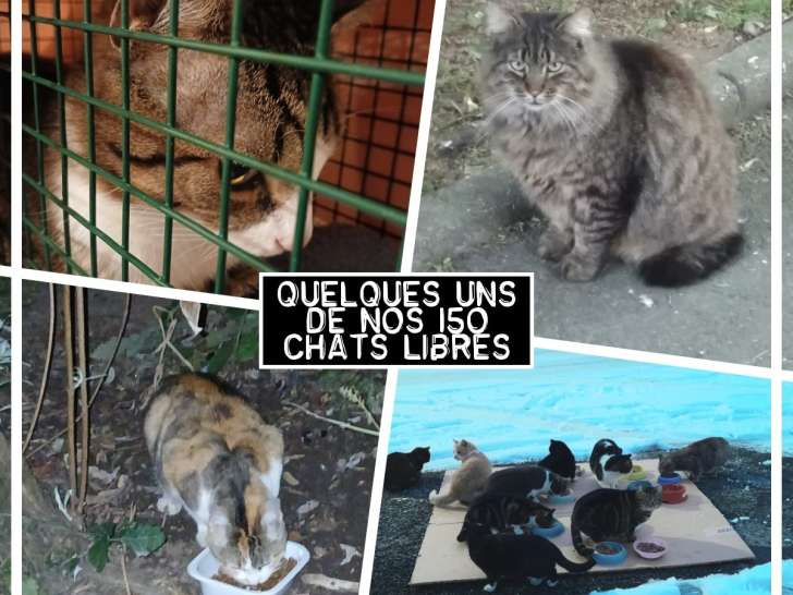 École du chat d’Évreux
