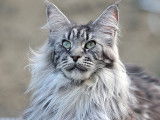 X'Otic Gray Elaenia
