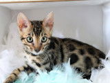 Chatterie Felix-felicis bengal