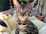 Chatterie d'Ivoire Bengal