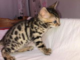 Chatterie d'Ivoire Bengal