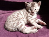 Chatterie d'Ivoire Bengal