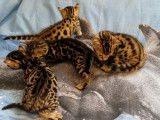 Chatterie d'Ivoire Bengal