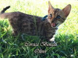 Corsica Bengal