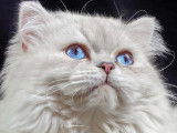 Chatons du Lauragais