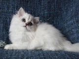 Chatons du Lauragais