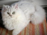 Chatons du Lauragais