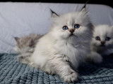 Chatons du Lauragais