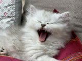 Chatons du Lauragais
