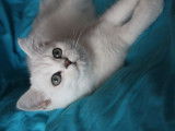 Chatons du Lauragais