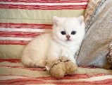 Chatons du Lauragais