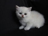 Chatons du Lauragais