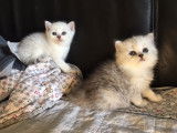 Chatons du Lauragais