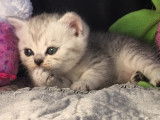 Chatons du Lauragais