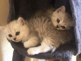 Chatons du Lauragais