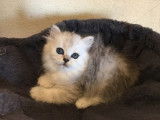 Chatons du Lauragais