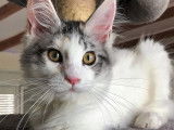 Du Loft Maine Coon