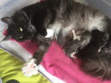 Du Loft Maine Coon