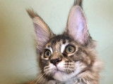 Du Loft Maine Coon