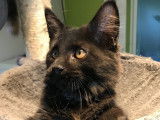 Du Loft Maine Coon