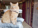 O'Cat Chats