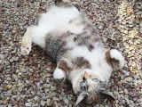 O'Cat Chats