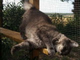 O'Cat Chats