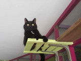 O'Cat Chats