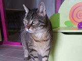O'Cat Chats