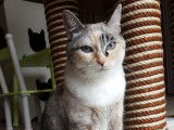 O'Cat Chats