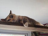 O'Cat Chats