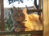 O'Cat Chats