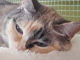 O'Cat Chats