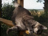O'Cat Chats