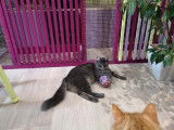 O'Cat Chats