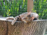 O'Cat Chats