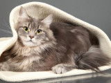 Galatée