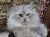 Romacha