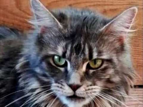 Amazing Grace Cattery Elevage De Maine Coon A Senonches