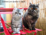 Chatterie Chester Cat's