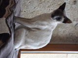 Miette des Loupiots