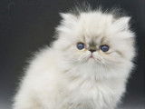 Chatterie des Exotics Angels