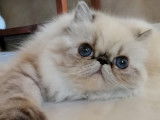 Chatterie des Exotics Angels