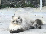 Chatterie des Exotics Angels
