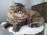 Chatterie des Exotics Angels