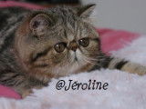 Chatterie de la Jeroline