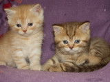 Simba et Sweety british shorthair disponibles a la reservation