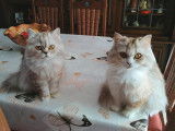 Roselya et Reya nos 2 demi soeurs. British Longhair